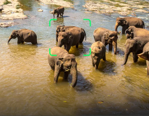 Wildlife Recognition