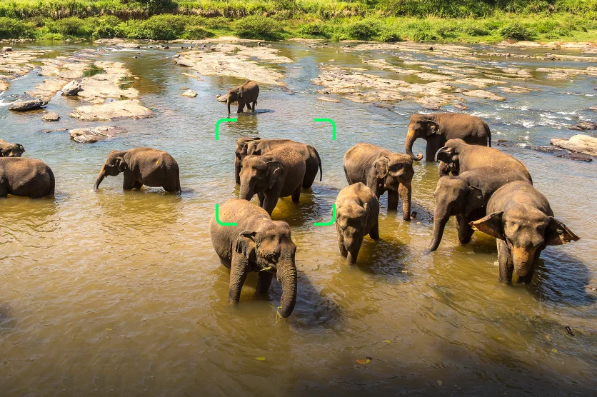 Wildlife Recognition